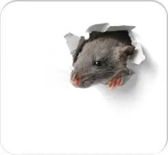 RNK Verlag Bloc tapis de souris "Souriceau", 240 x 220 mm