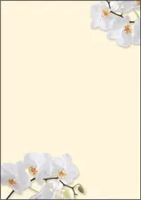 sigel Papier à motif, A4, 90 g/m2, motif "White Orchid