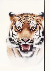 folia Pochette de rangement à dessins BASIC "Roaring Tiger