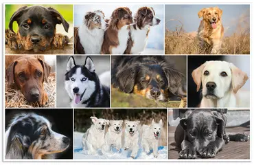 HERMA Sous-main "Chiens", (L)550 x (H)350 mm