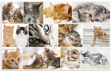 HERMA Sous-main "Chats", (L)550 x (H)350 mm