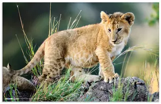 HERMA Sous-main "Animaux d'Afrique", (L)550 x (H)350 mm