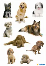 HERMA Autocollants DECOR "Photos de chiens