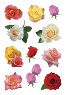 HERMA Sticker DECOR "Boutons de rose multicolores