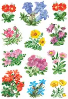 HERMA Autocollants DECOR "Fleurs de montagne