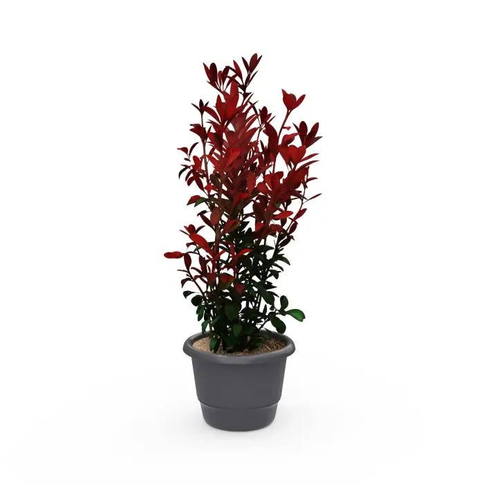 Plante naturelle en pot H. 30 cm ABS gris anthracite photinia red robin surfacage en copeaux de bois