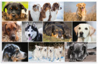 HERMA Sous-main "Chiens", (L)550 x (H)350 mm