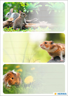 HERMA Étiquette pour livre VARIO "Rongeurs