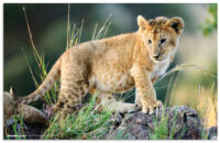 HERMA Sous-main "Animaux d'Afrique", (L)550 x (H)350 mm