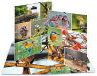 HERMA Chemise à élastiques "Oiseaux", carton, A3