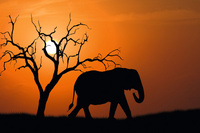 PAPERFLOW Poster mural "Out of Africa", en plexiglas