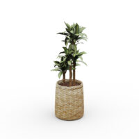 Pot dracaena fragans rond D. 31 cm x H. 110 cm bambou tressé naturelle